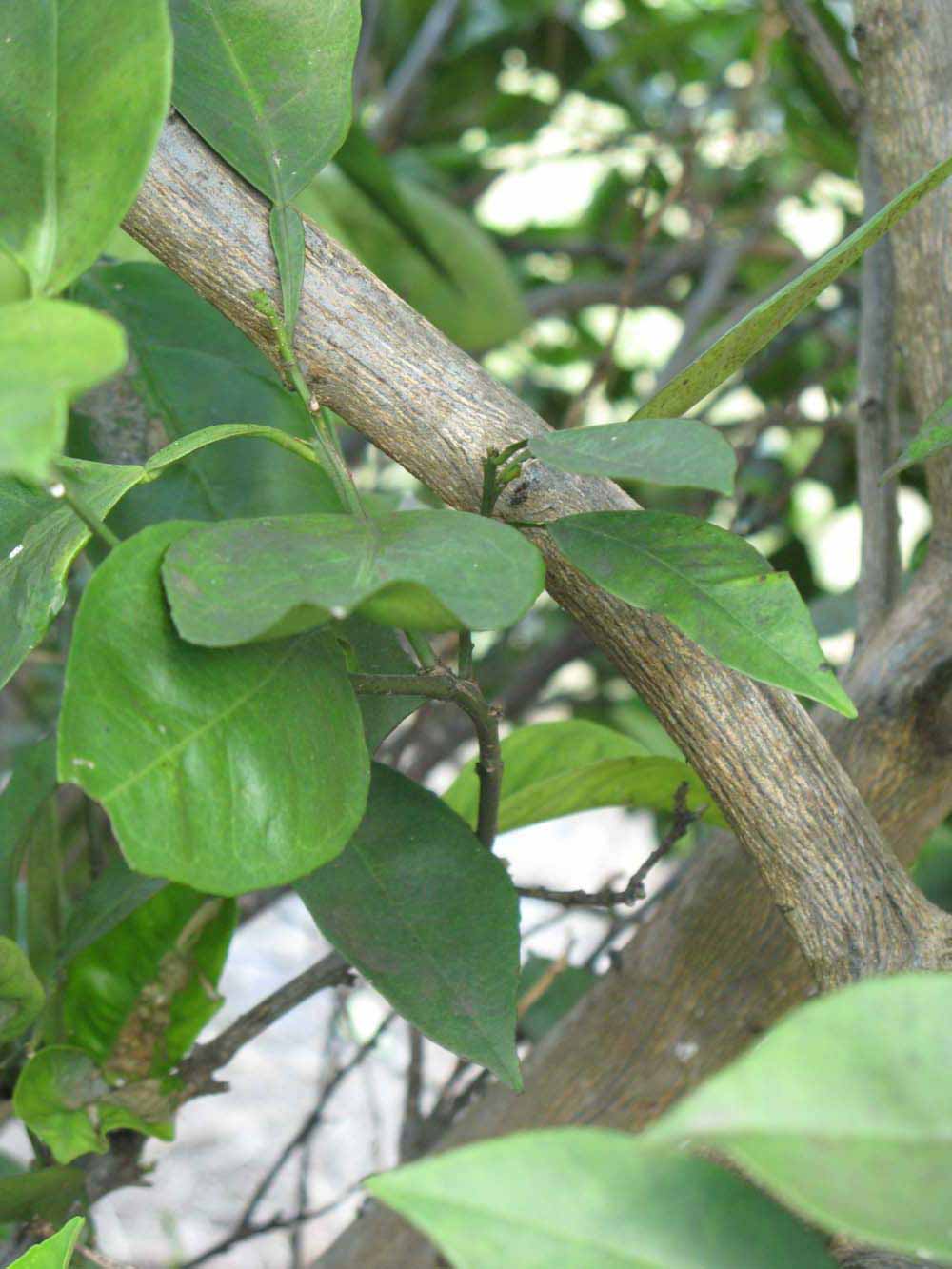              Shade leaves (Winter Haven, FL)       